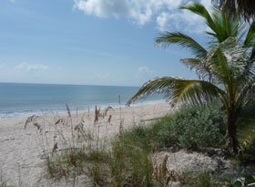 Beach Palm